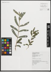 Foto von Salix purpurea L.